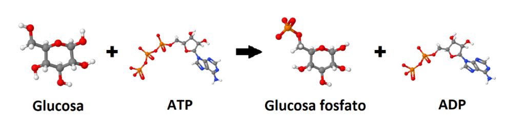 Glucosa, ATP, glucosa fosfato, ADP. Comienzo del metabolismo de la glucosa en la fermentación alcohólica