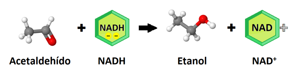 Acetaldehído, NADH, etanol, NAD+. Final del metabolismo de la glucosa en la fermentación alcohólica