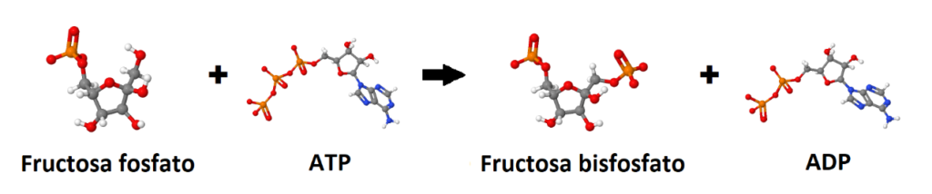 Fructosa fosfato, ATP, fructosa bisfosfato, ADP. Metabolismo de la glucosa
